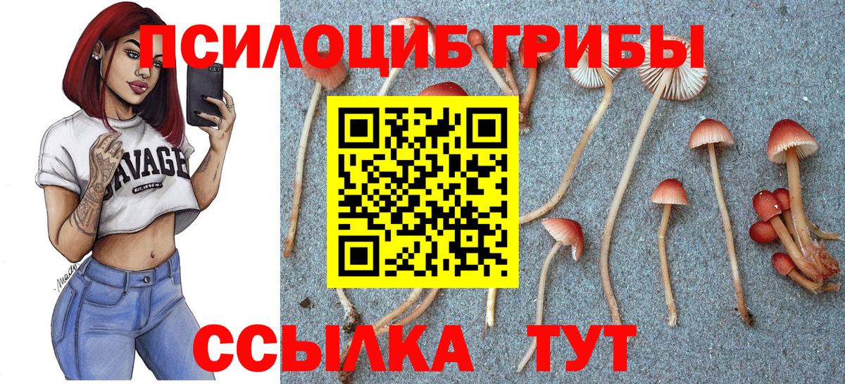 Галлюциногенные грибы Psilocybe  Вход с VPN  Медногорск 